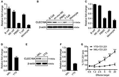The Autoimmune Disorder Susceptibility Gene CLEC16A Restrains NK Cell Function in YTS NK Cell Line and Clec16a Knockout Mice